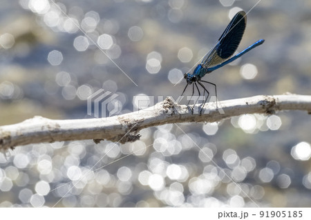 dragonfly on river background portrait close up macro dragonfly on river background portrait close up macro 91905185