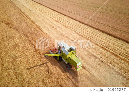 Combine harvester collecting golden wheat field, Harvesting machine working at agricultural field, Harvest reaping season 91905277