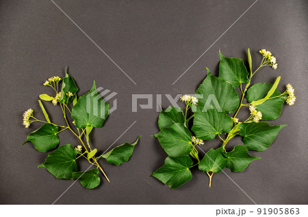 Folk medicine concept. Branches of a linden tree against a black background. Flowering branch of a linden tree. Medicinal plants. Selective focus. 91905863