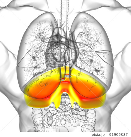 Diaphragm Human Respiratory System Anatomy For Medical Concept 3D Rendering 91906387