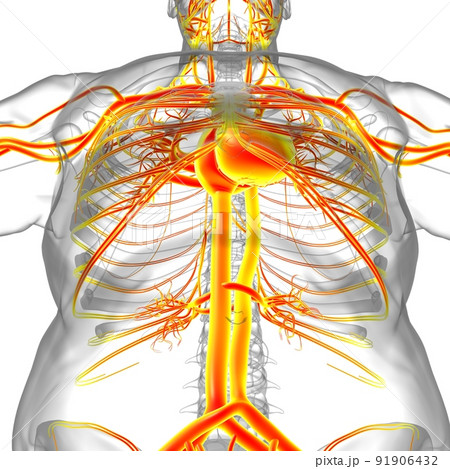 Human Heart With Circulatory System Anatomy For Medical Concept 3D 91906432