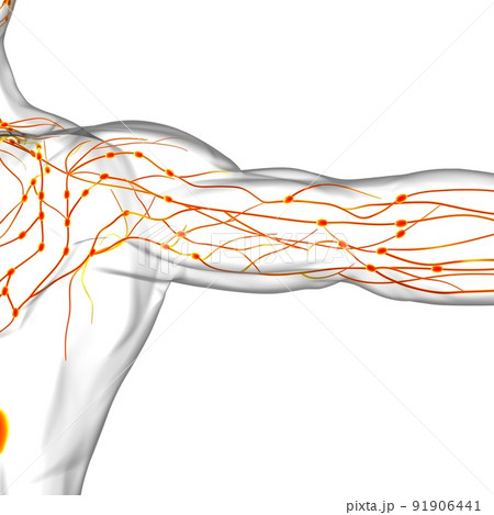 Human Lymph Nodes Anatomy For Medical Concept 3D Rendering 91906441