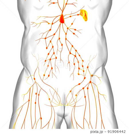 Human Lymph Nodes Anatomy For Medical Concept 3D Rendering 91906442