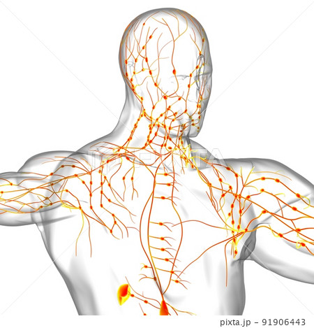 Human Lymph Nodes Anatomy For Medical Concept 3D Rendering 91906443