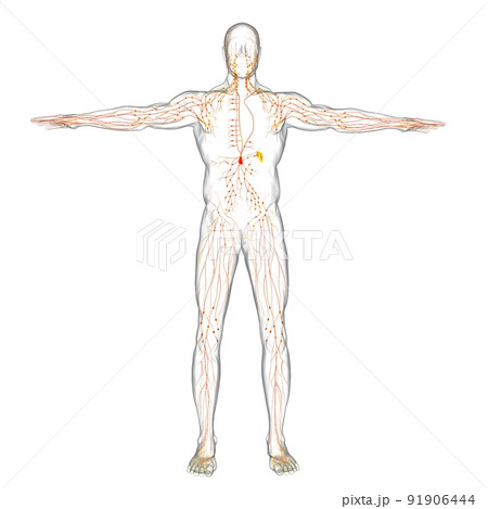 Human Lymph Nodes Anatomy For Medical Concept 3D Rendering 91906444