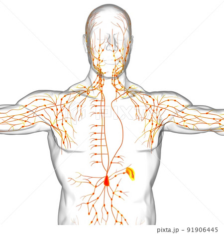 Human Lymph Nodes Anatomy For Medical Concept 3D Rendering 91906445