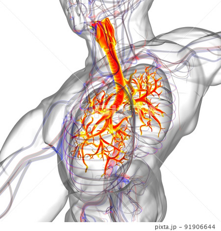 Lungs Human Respiratory System Anatomy For Medical Concept 3D Rendering 91906644
