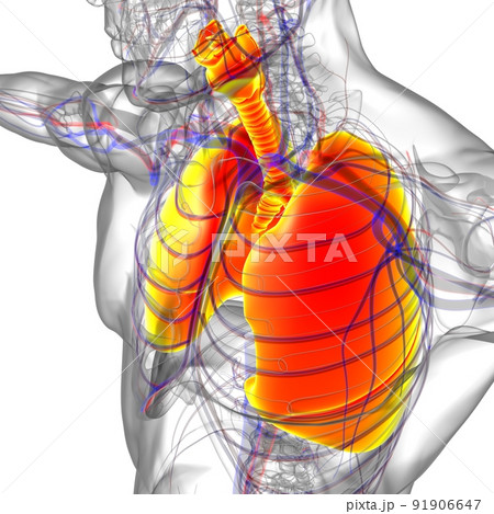 Lungs Human Respiratory System Anatomy For Medical Concept 3D Rendering Lungs Human Respiratory System Anatomy For Medical Concept 3D Rendering 91906647