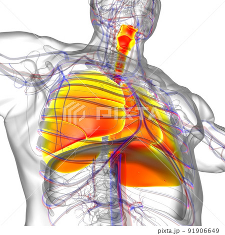 Lungs Human Respiratory System Anatomy For Medical Concept 3D Rendering 91906649