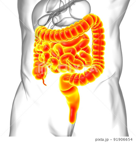Small and Large Intestine 3D Illustration Human Digestive System Anatomy Small and Large Intestine 3D Illustration Human Digestive System Anatomy 91906654