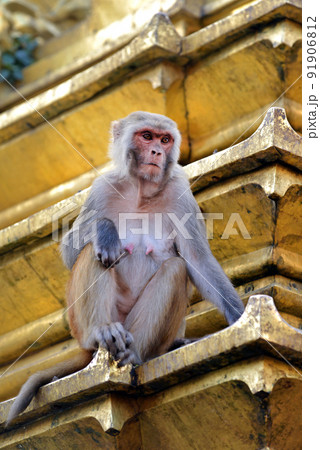 Monkey on a temple. Swayambhunath, Nepal 91906812