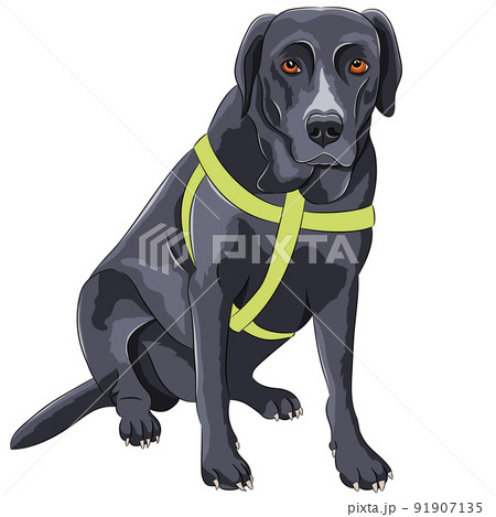Color drawing of a sitting dog of the Labrador breed. 91907135
