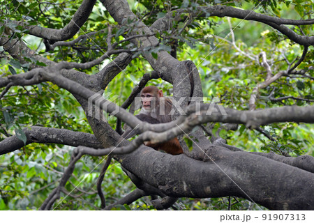 Baby monkey Baby monkey 91907313