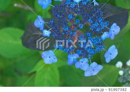 ガクアジサイの青花【緑風景】 91907382