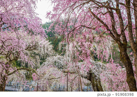 埼玉秩父の春　しだれ桜満開の清雲寺 91908398