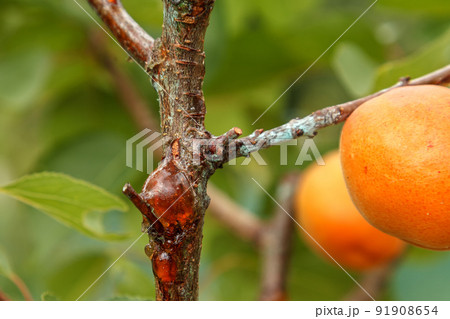 Gummosis, formation of a sticky substance on the surface of the apricot tree trunk. 91908654