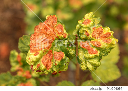 Currant disease in which red spots appear on the leaves. Anthracnose Currant disease in which red spots appear on the leaves. Anthracnose 91908664