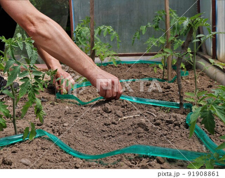 farmer's hands laying out green plastic drip irrigation on loose ground in a greenhouse with growing tomato seedlings for automatic irrigation of vegetables 91908861