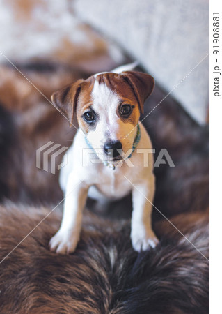 Jack Russell Terrier puppy stands with its paws on the furry back of the couch and looks at camera. Close up portrait of a beautiful white puppy with brown ears. Pets love concept. Poster.Brown toning Jack Russell Terrier puppy stands with its paws on the furry back of the couch and looks at camera. Close up portrait of a beautiful white puppy with brown ears. Pets love concept. Poster.Brown toning 91908881