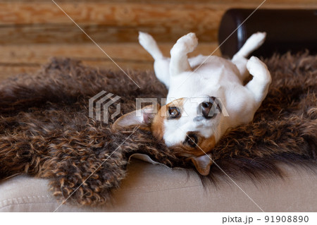 Beautiful young dog Jack Russell Terrier lies on his back on a brown sheep's skin. White dog with a black nose and shining eyes looks at the camera with his paws up. Home comfort. Dog day. Copy space 91908890