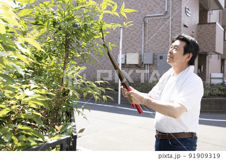 庭木の枝切りをするお父さん 91909319