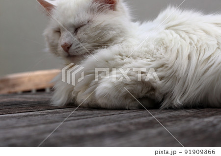 The cat is lying on a wooden table in the yard. The cat is lying on a wooden table in the yard. 91909866