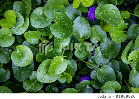 wet tropical green leafs after rain wet tropical green leafs after rain 91909936