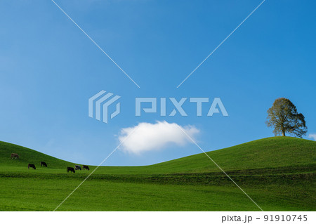 Minimalistic landscape with herd of cows graze in a pasture in the Alps on a sunny day, Switzerland 91910745