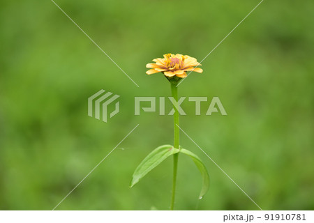 北杜市白州町、ヒャクニチソウの花。黄色 91910781