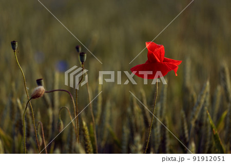 Blooming poppy field in warm evening light. Close up of red poppy flower. Selective focus 91912051