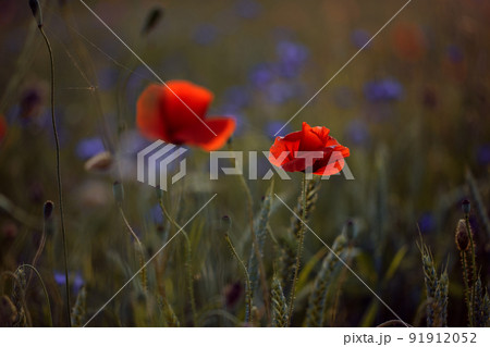Blooming poppy field in warm evening light. Close up of red poppy flower. Selective focus Blooming poppy field in warm evening light. Close up of red poppy flower. Selective focus 91912052