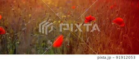 Blooming poppy field in warm evening light. Close up of red poppy flower. Selective focus Blooming poppy field in warm evening light. Close up of red poppy flower. Selective focus 91912053