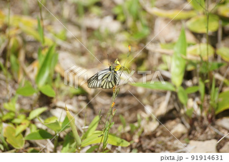 ニガナの蜜を吸うミヤマシロチョウ 91914631