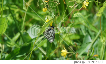 ニガナの蜜を吸うミヤマシロチョウ ニガナの蜜を吸うミヤマシロチョウ 91914632