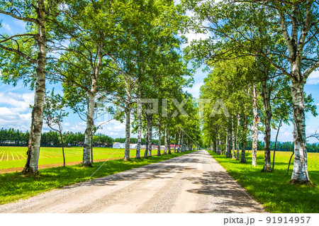 十勝牧場 新緑の白樺並木 十勝牧場 新緑の白樺並木 91914957