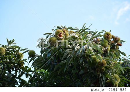 実ってきた栗のイガ 91914985