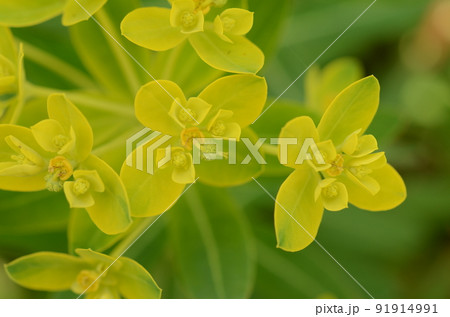 イワタイゲキの黄色の苞葉に包まれた杯状の花序が綺麗です 91914991