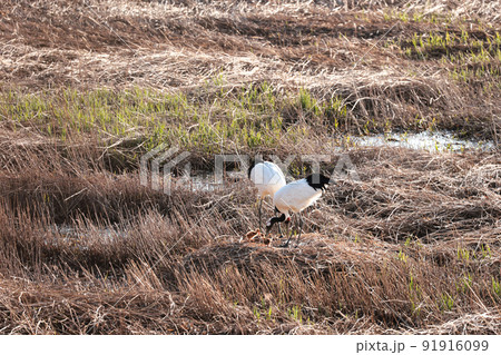 たんちょう子育て兄妹を見守る母鳥 91916099