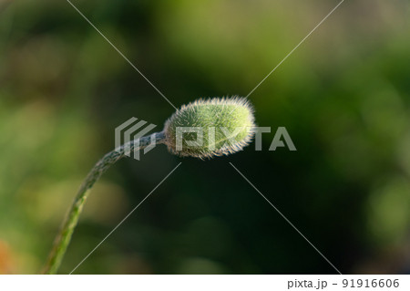 Unopened poppy bud on green blurred background 91916606