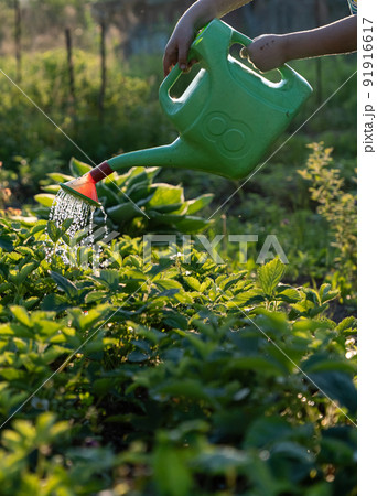 Watering strawberry seedlings in the garden, in the country Watering strawberry seedlings in the garden, in the country 91916617