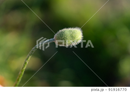 Unopened poppy bud on green blurred background 91916770