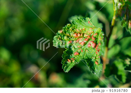 Leaf of a red currant of the amazed sheet plant louses Leaf of a red currant of the amazed sheet plant louses 91916780