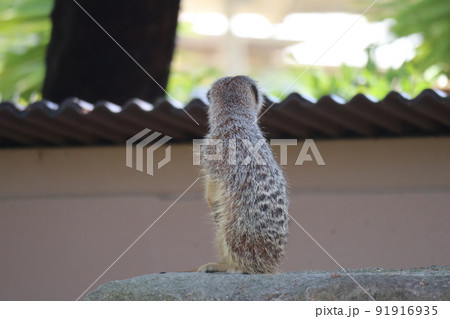 背中を向けているミーアキャットのいる動物園の風景 91916935