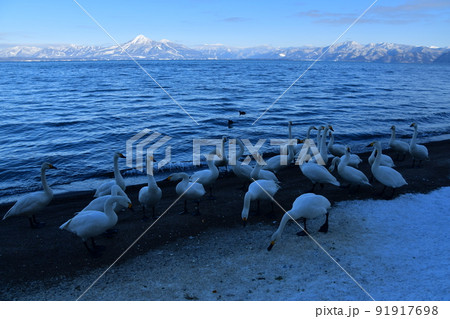 猪苗代湖の白鳥 猪苗代湖の白鳥 91917698