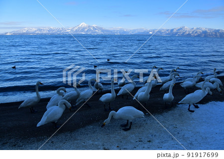猪苗代湖の白鳥 91917699