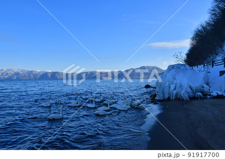 猪苗代湖の白鳥 猪苗代湖の白鳥 91917700