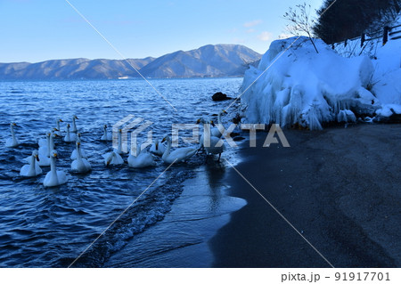 猪苗代湖の白鳥 猪苗代湖の白鳥 91917701