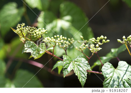 薄い黄緑色の小さく可愛いノブドウの花 薄い黄緑色の小さく可愛いノブドウの花 91918207
