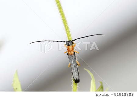 ソボリンゴカミキリ 91918283