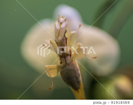 花カマキリ 花カマキリ 91918369